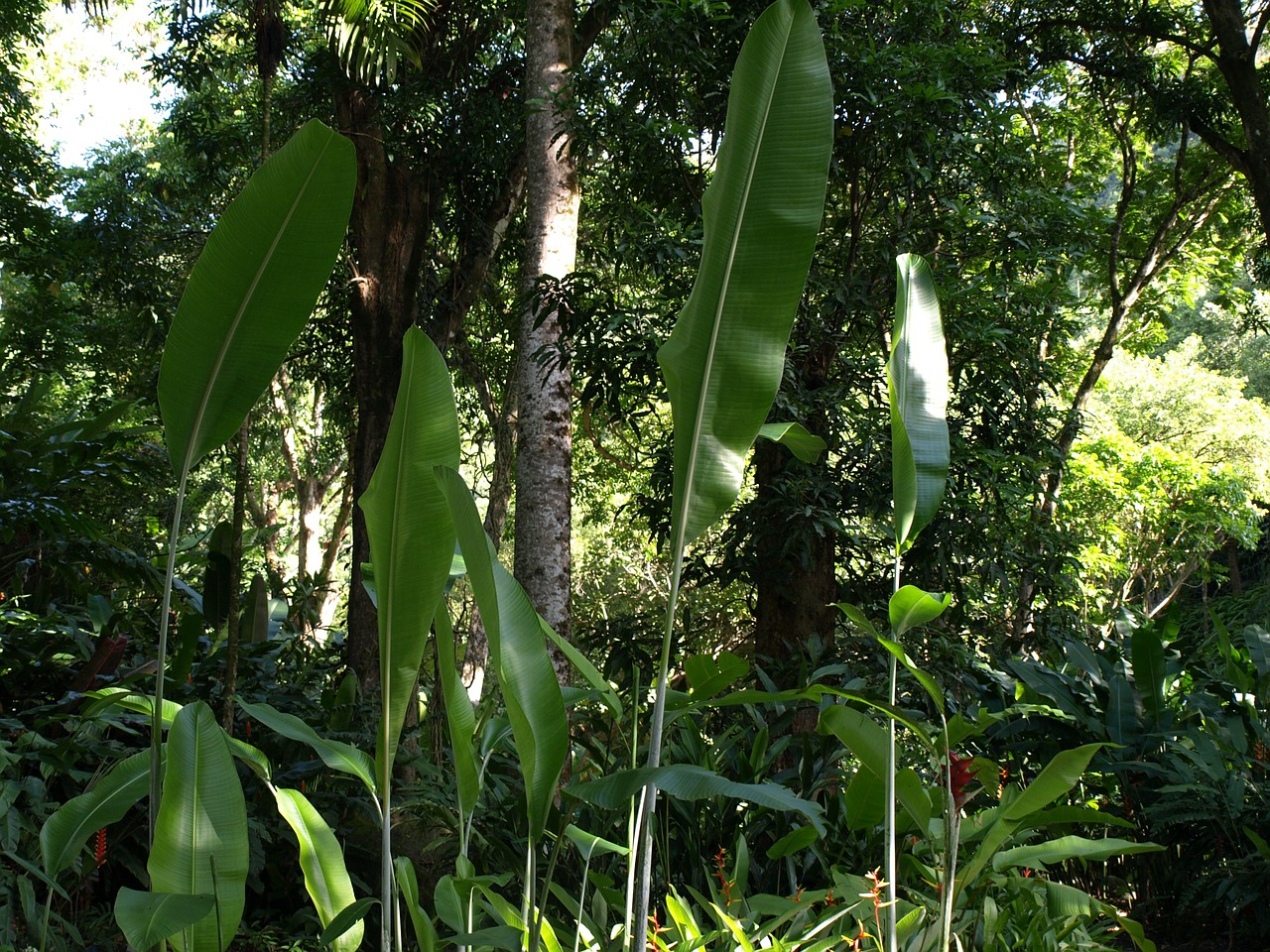 tropical jungle foliage free photo