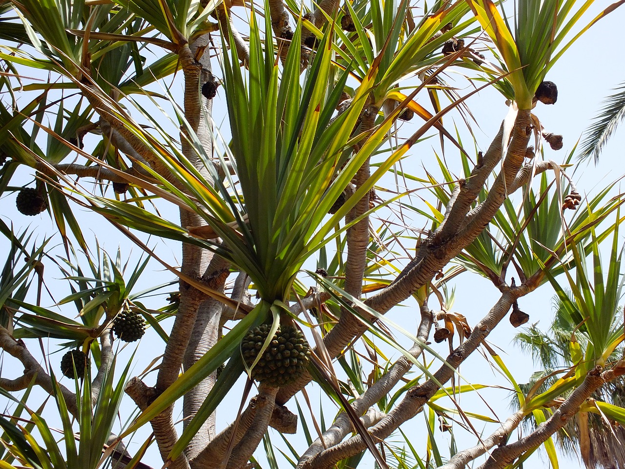 tropical fruit tree free photo