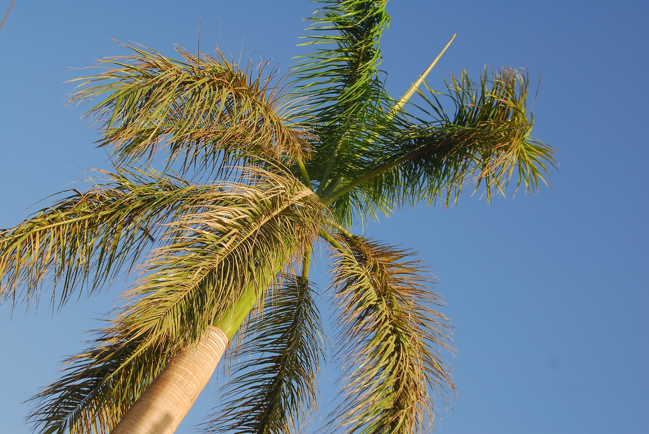 tropical tree blue free photo