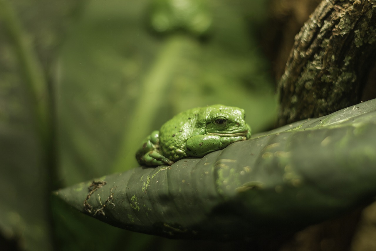 tropical frog tropical frog free photo