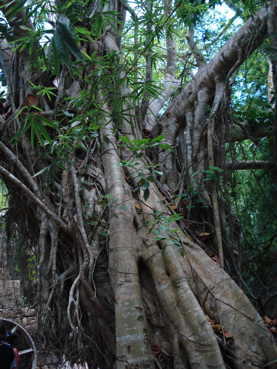 tropical tree trunk jungle free photo