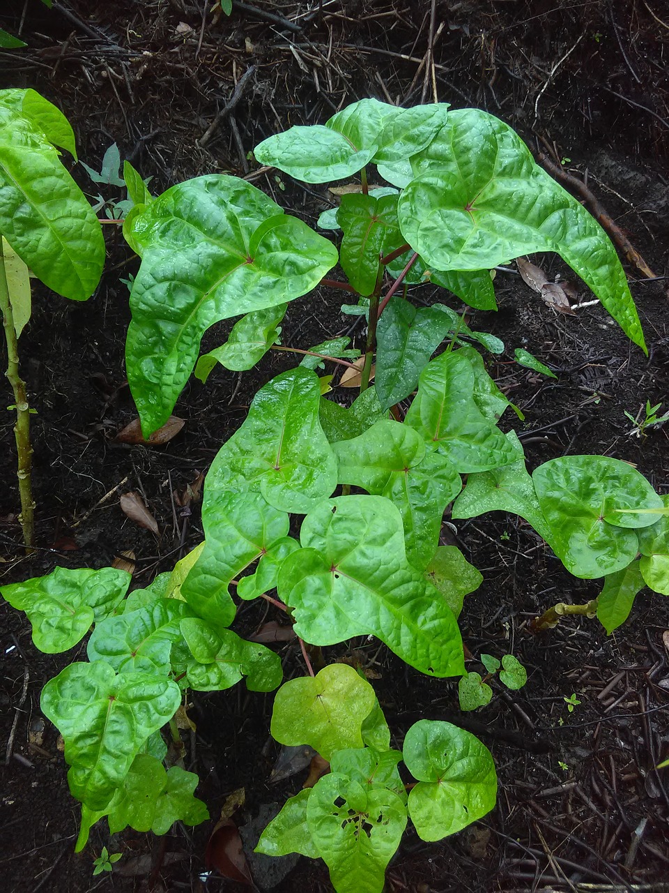 tropical forest food free photo