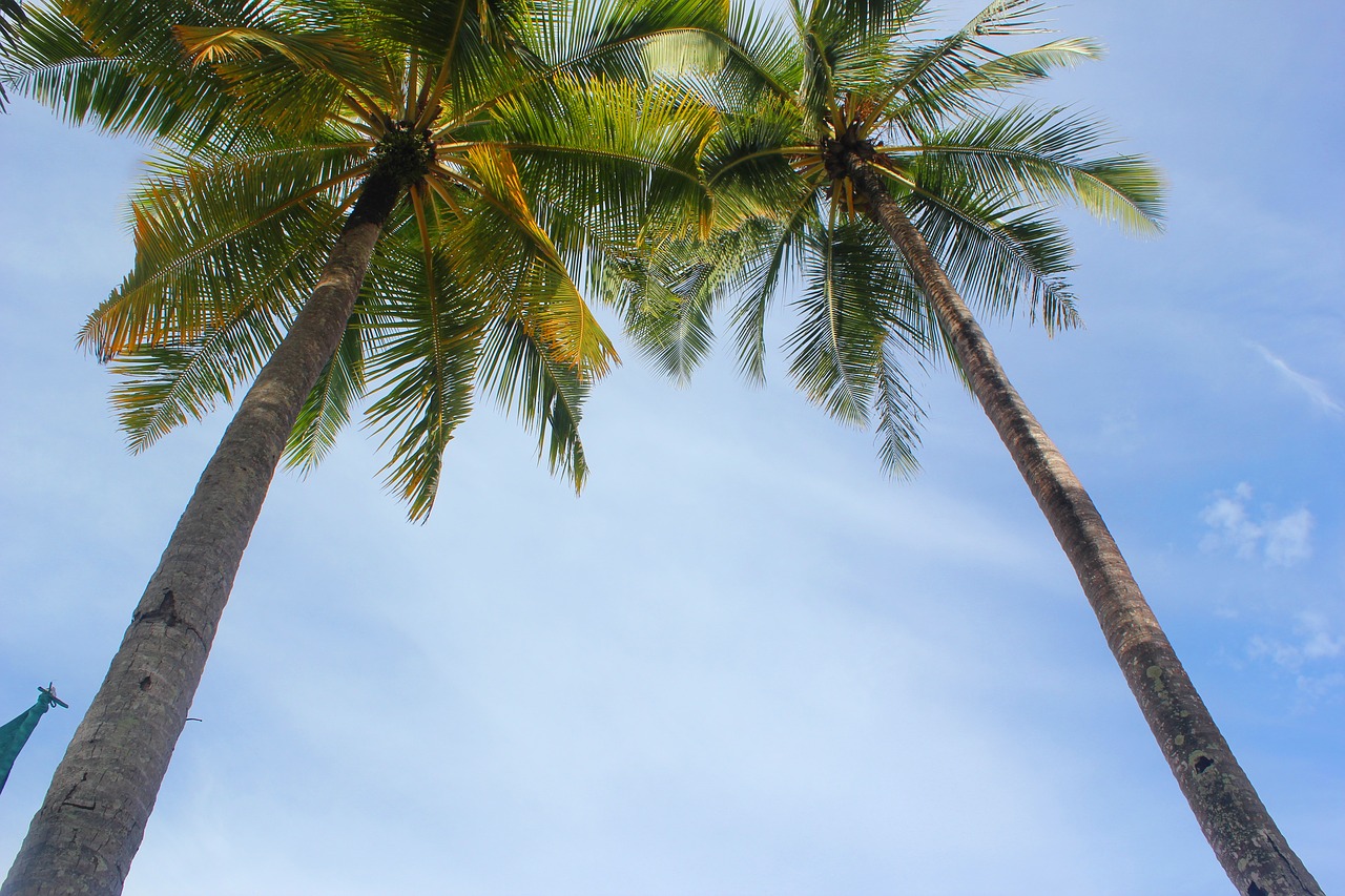 tropical palms beach free photo