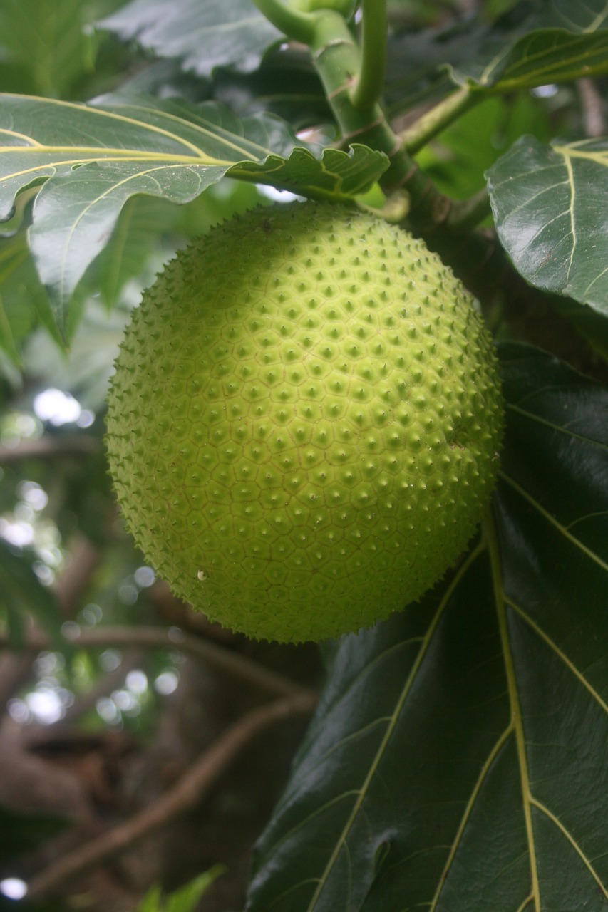 tropical breadfruit exotic free photo