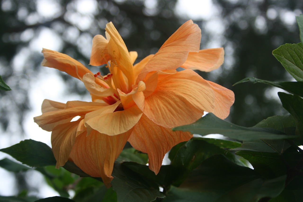 tropical flower blossom free photo