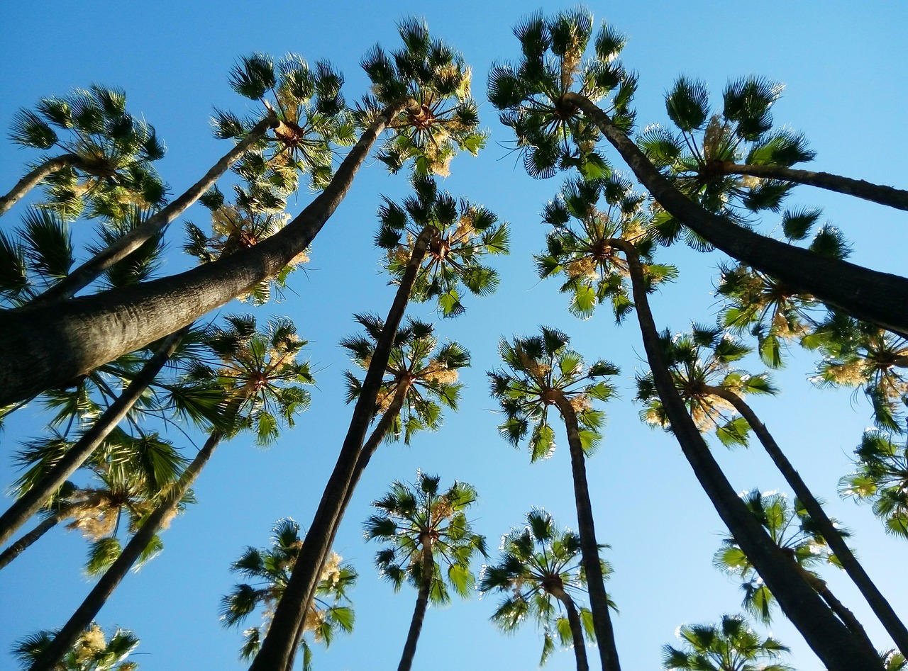 tropical palms malaga free photo