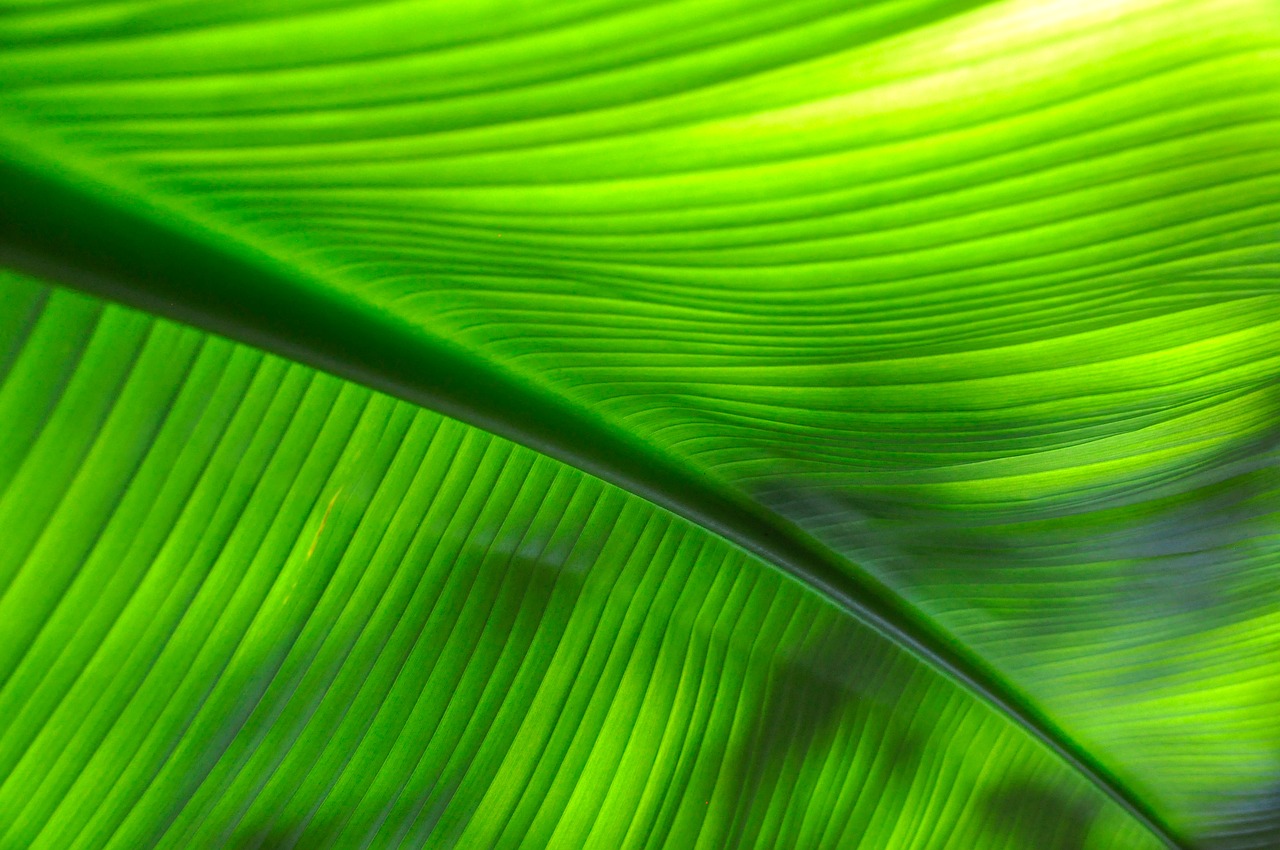 tropical green leaf free photo