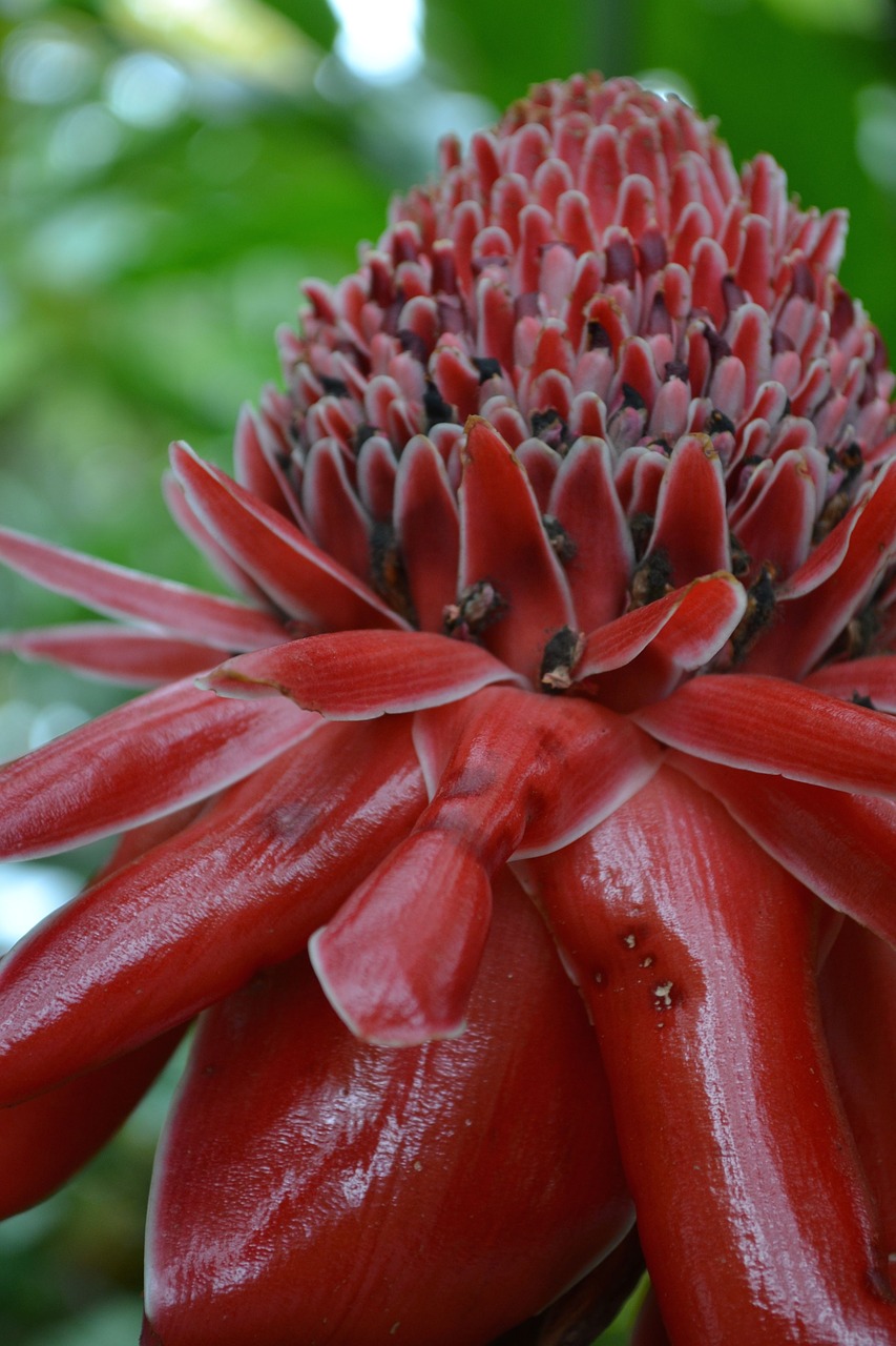 tropical flower floral free photo