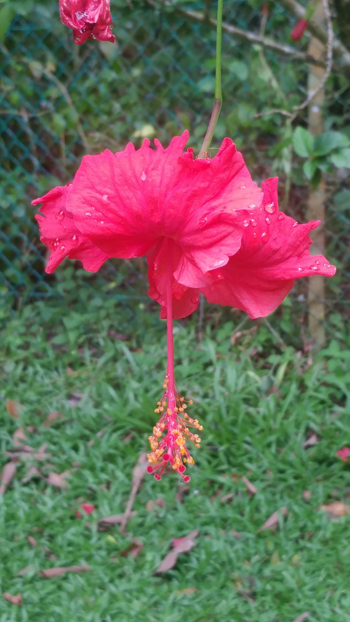 tropical flowers kota kinabalu free photo