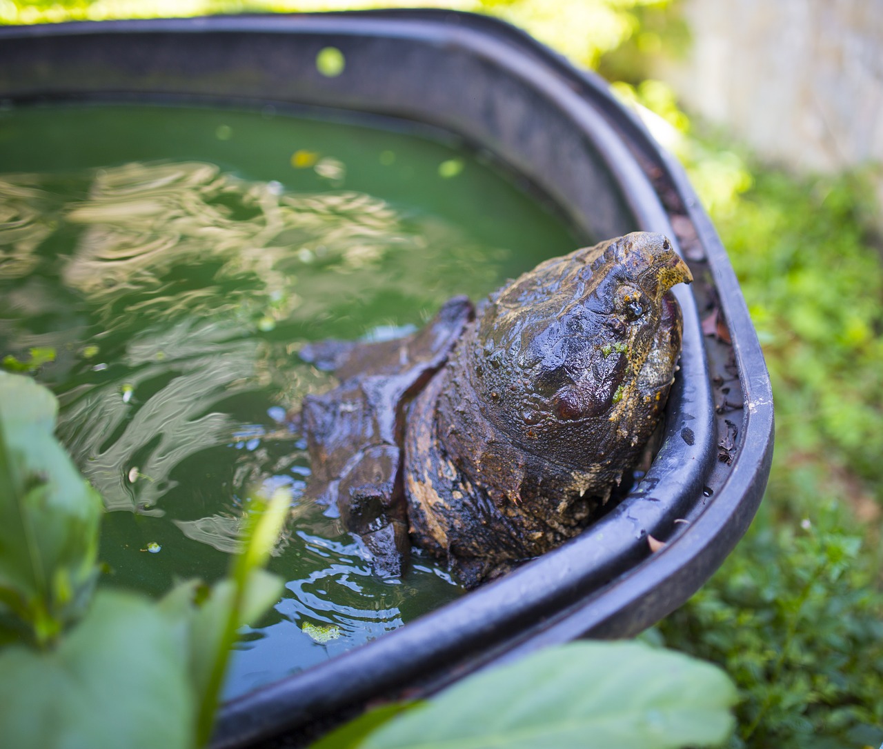 tropical farm giant turtle free photo