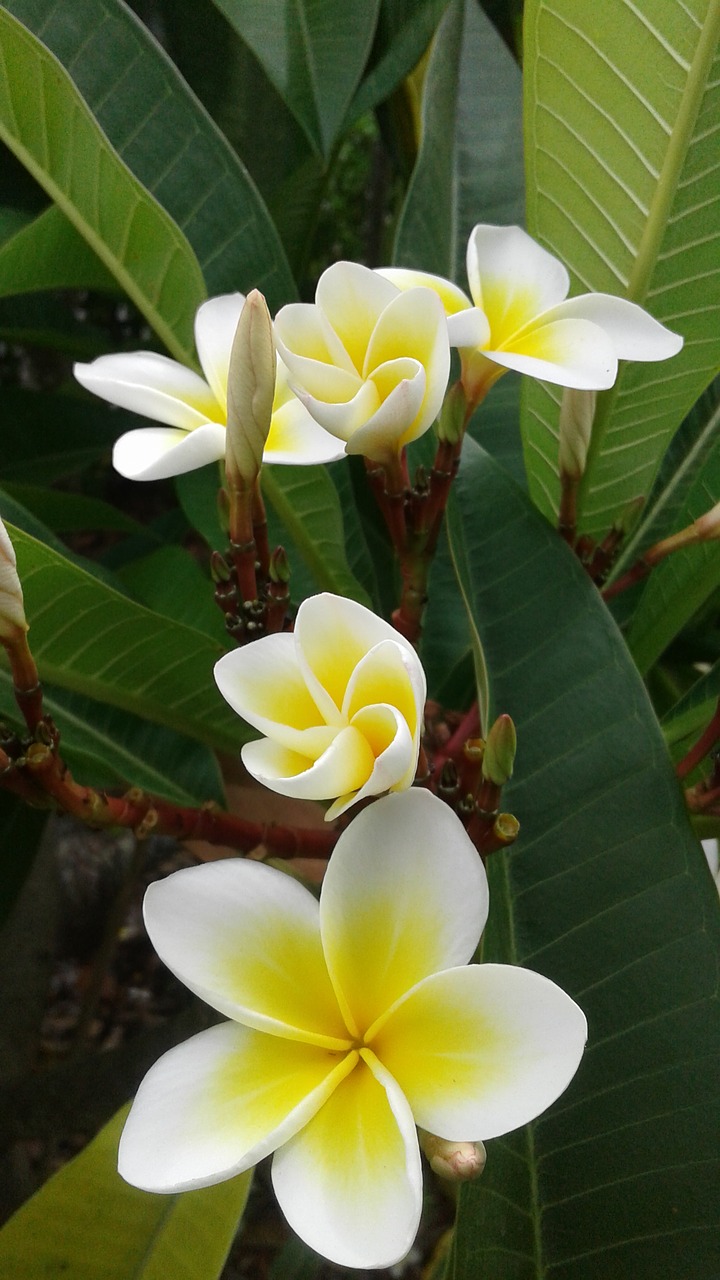 tropical frangipani plumeria free photo