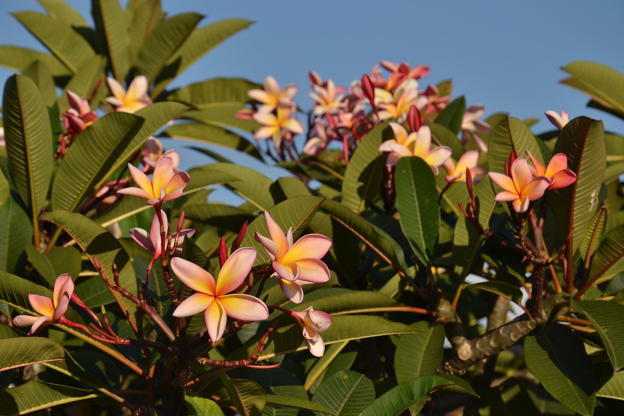 tropical  plant  flower free photo