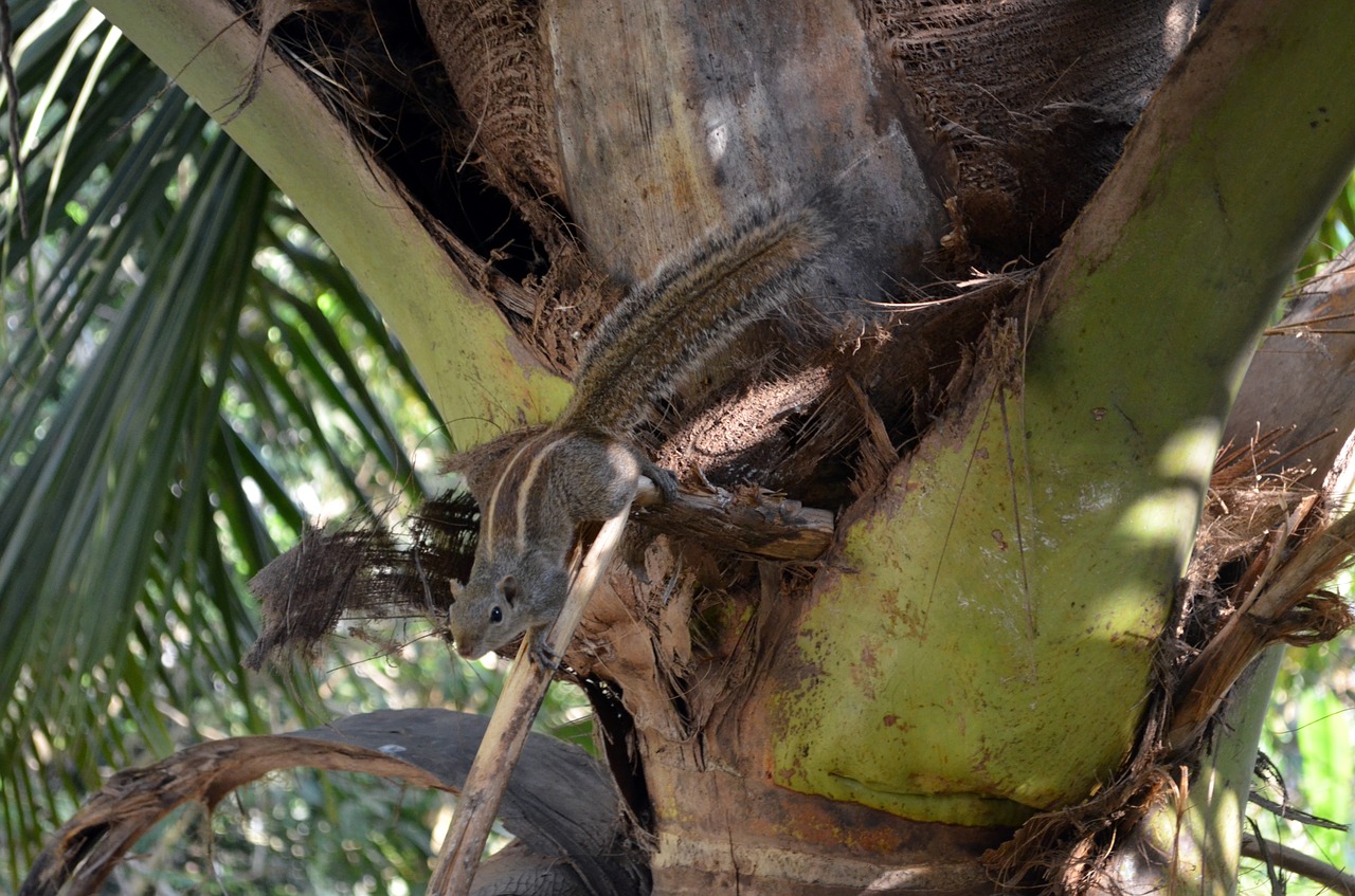 tropical  tree  nature free photo