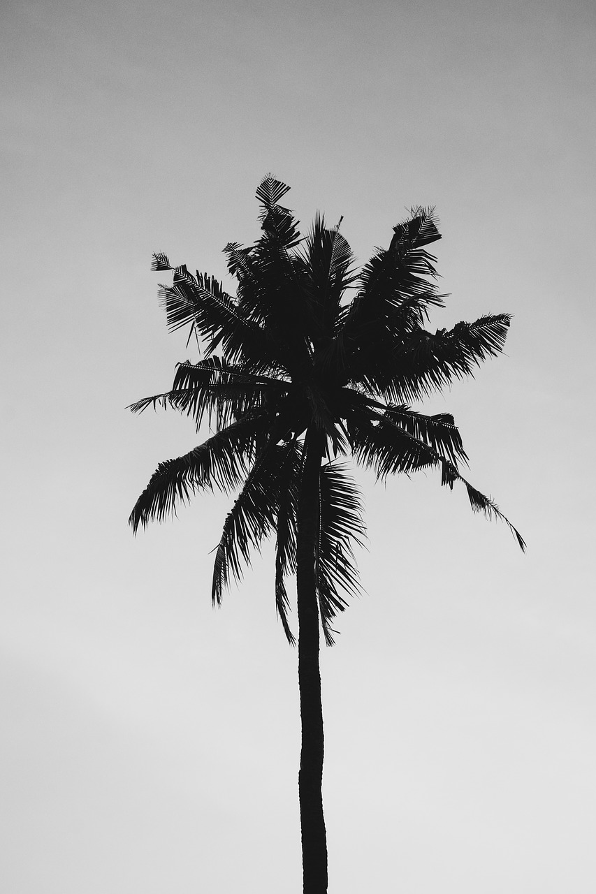 tropical  palm  nature free photo