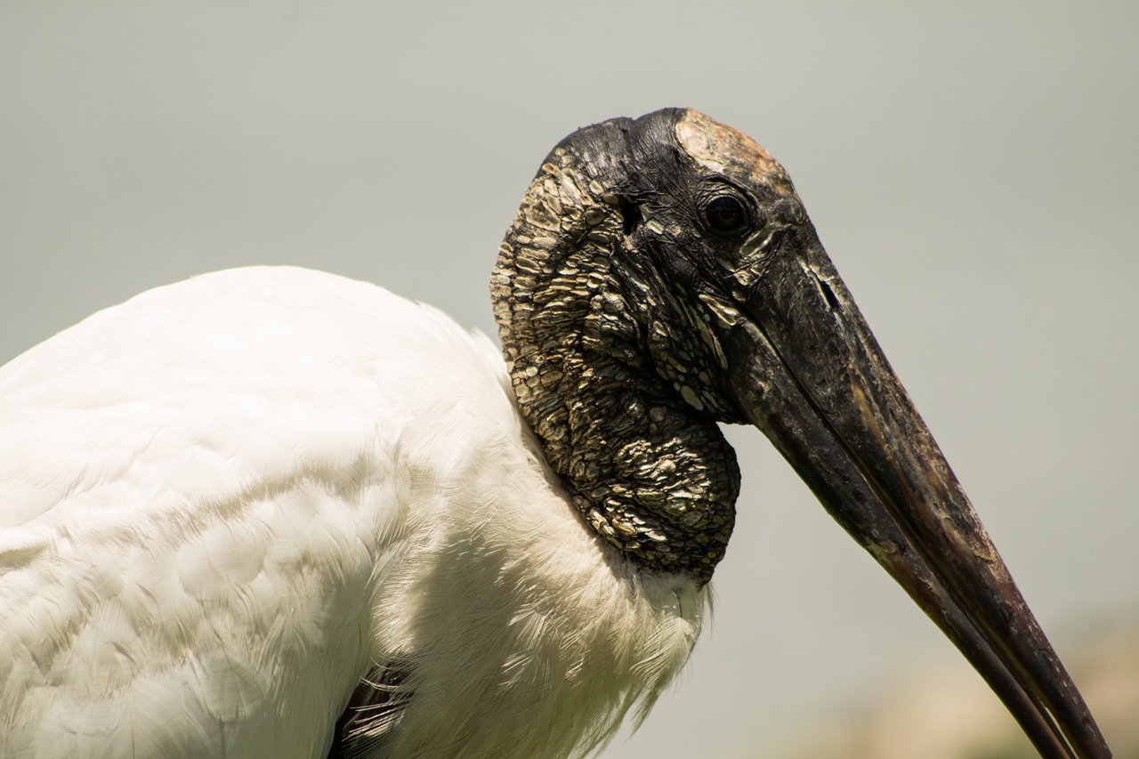 tropical  bird  closeup free photo