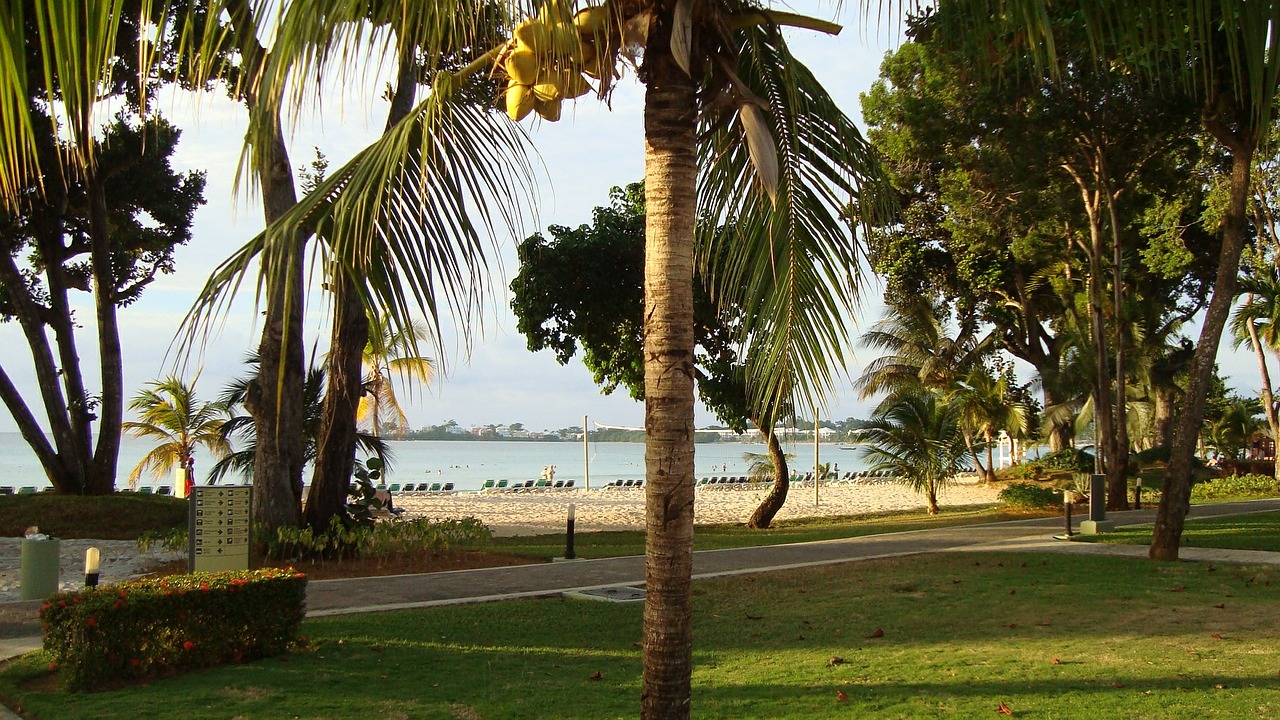 tropical resort palm free photo