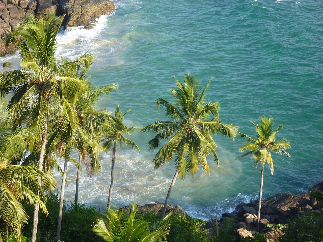 tropical sea coconut trees free photo