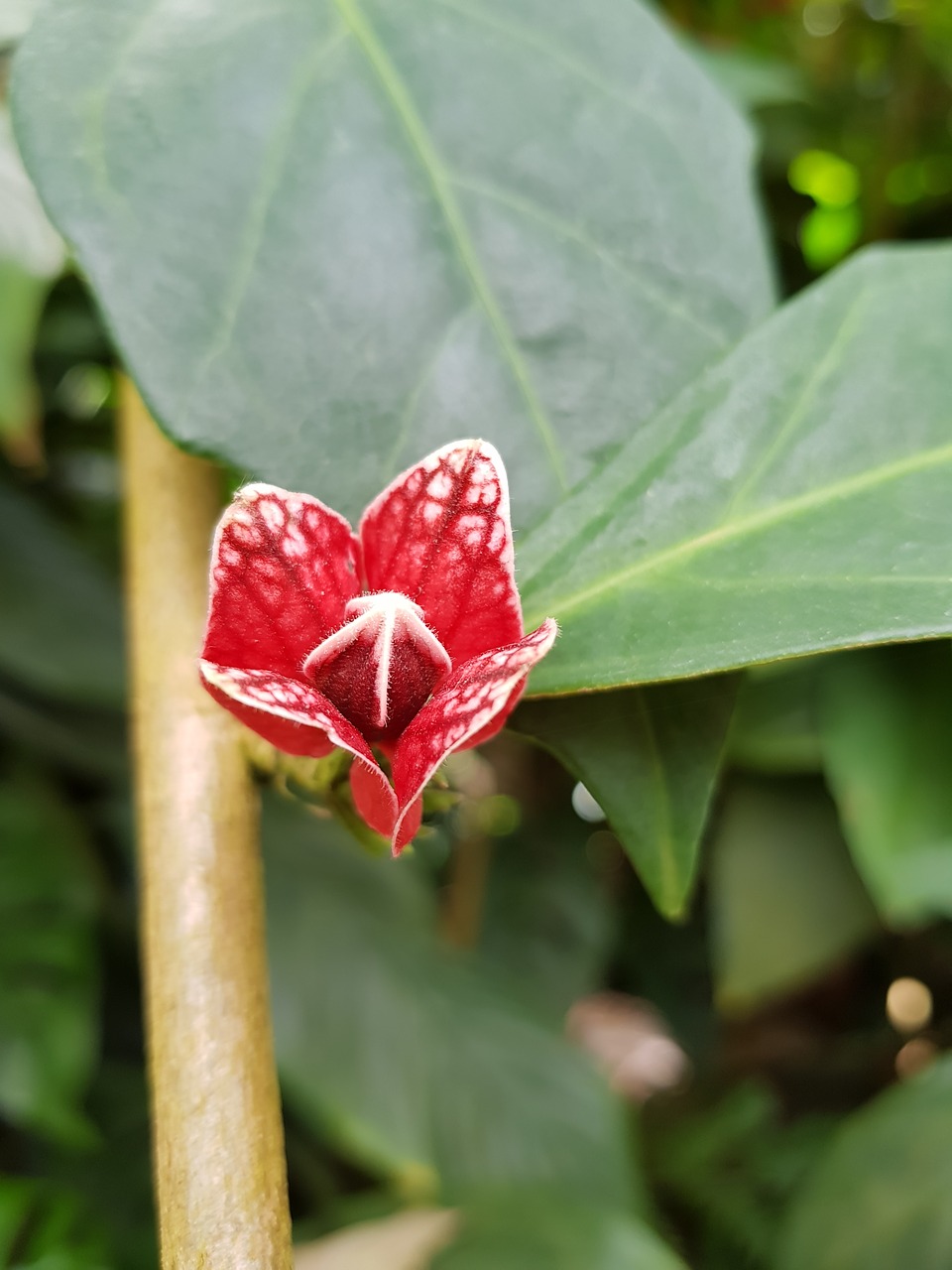 tropical  red  flowers free photo