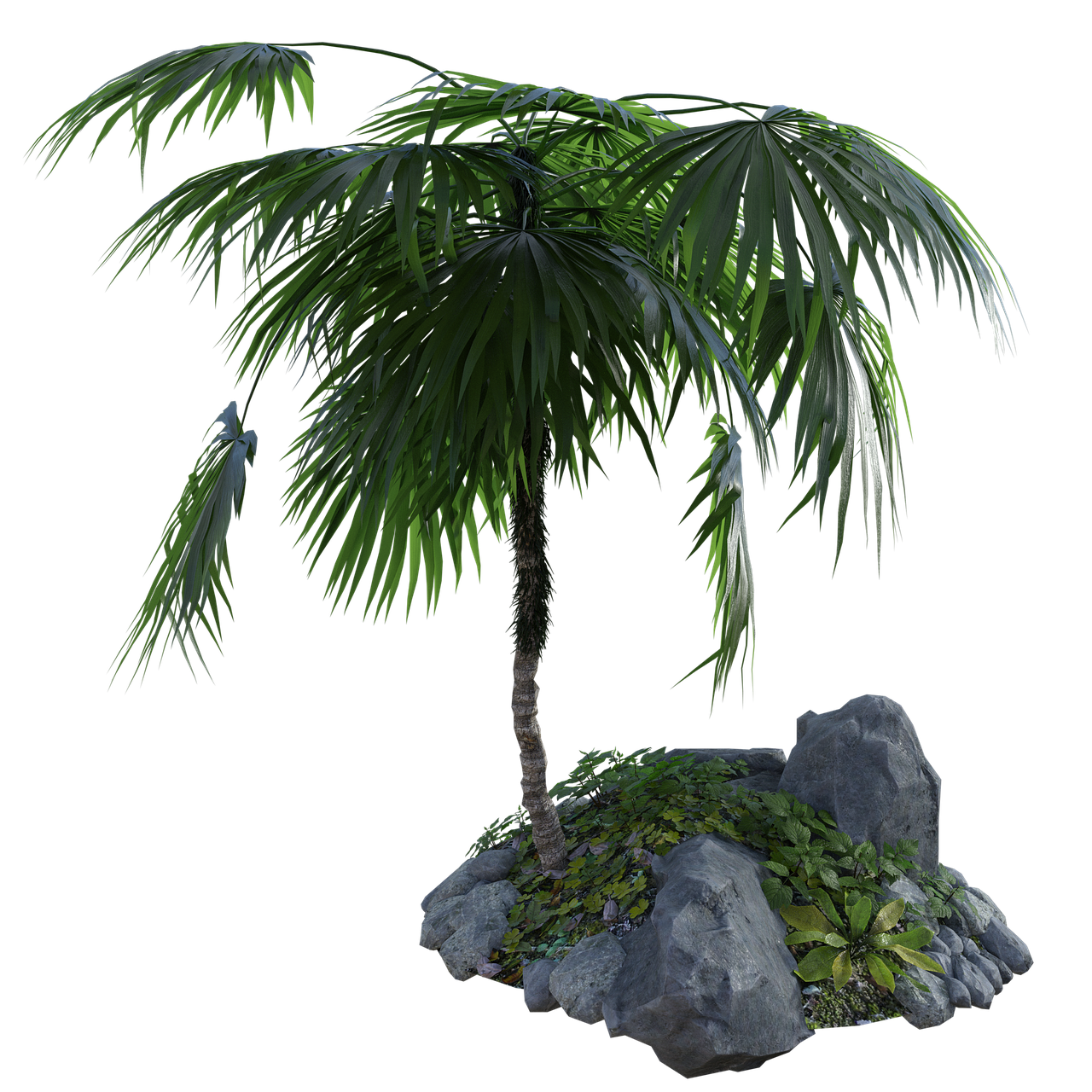 Download Free Photo Of Tropical Palm Tree Rocks Grass From