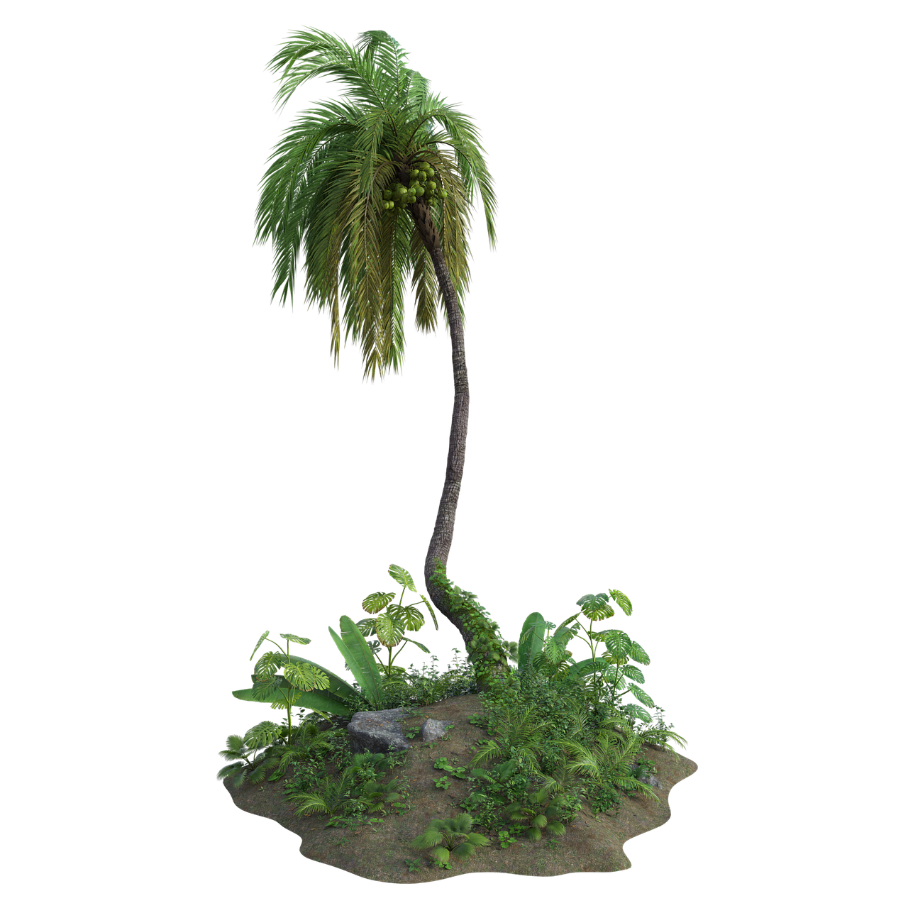 tropical  palm  tree free photo