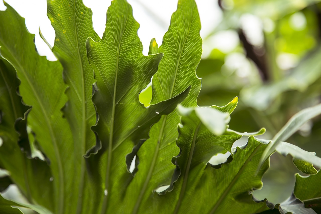 tropical leaf leaves free photo