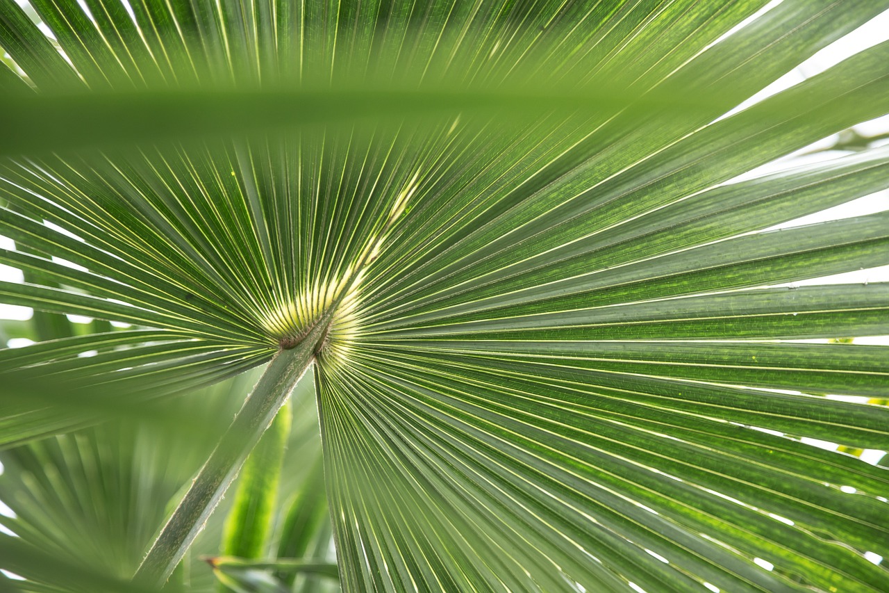 tropical leaf leaves free photo