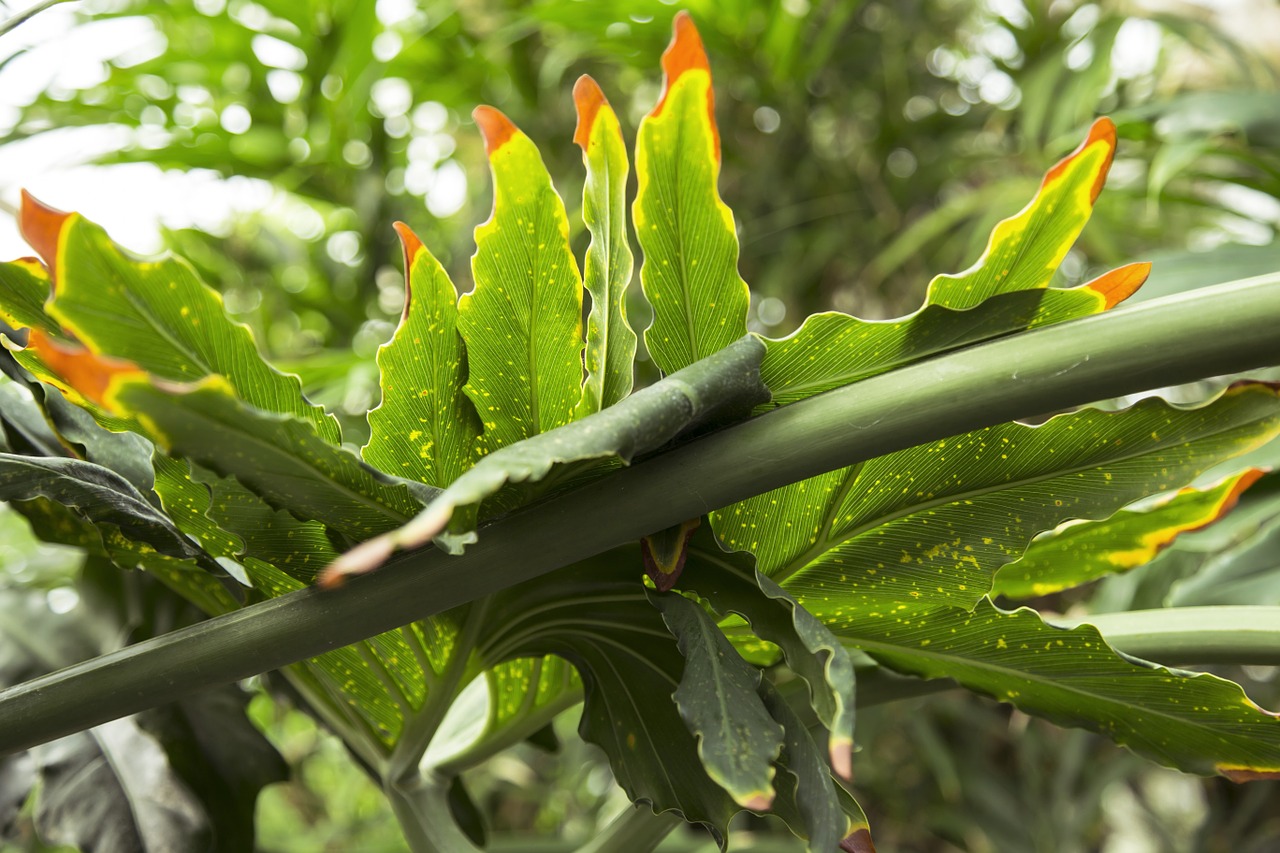 tropical leaf leaves free photo