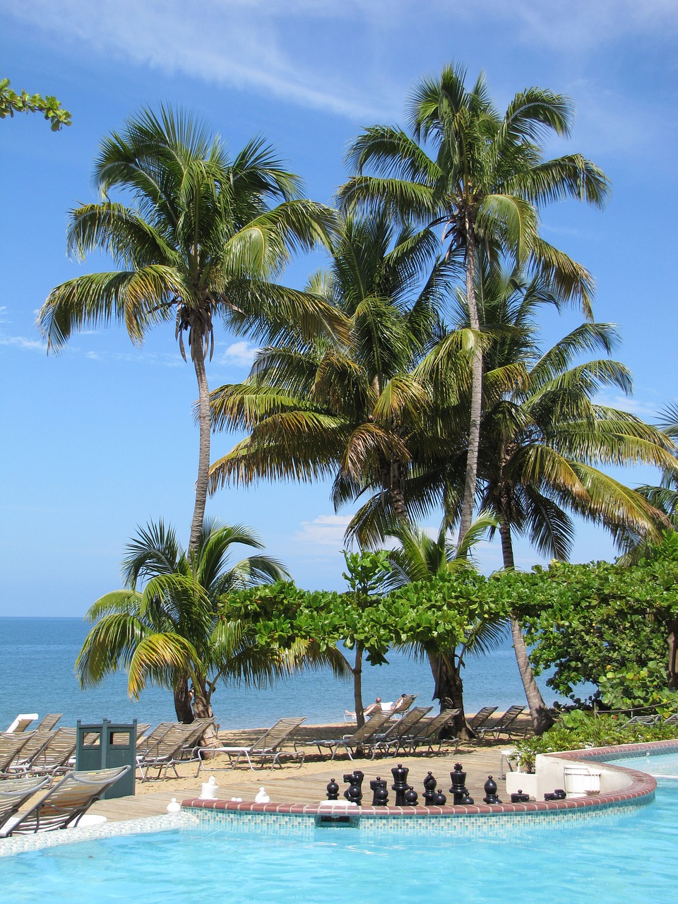 tropical palm trees pool free photo