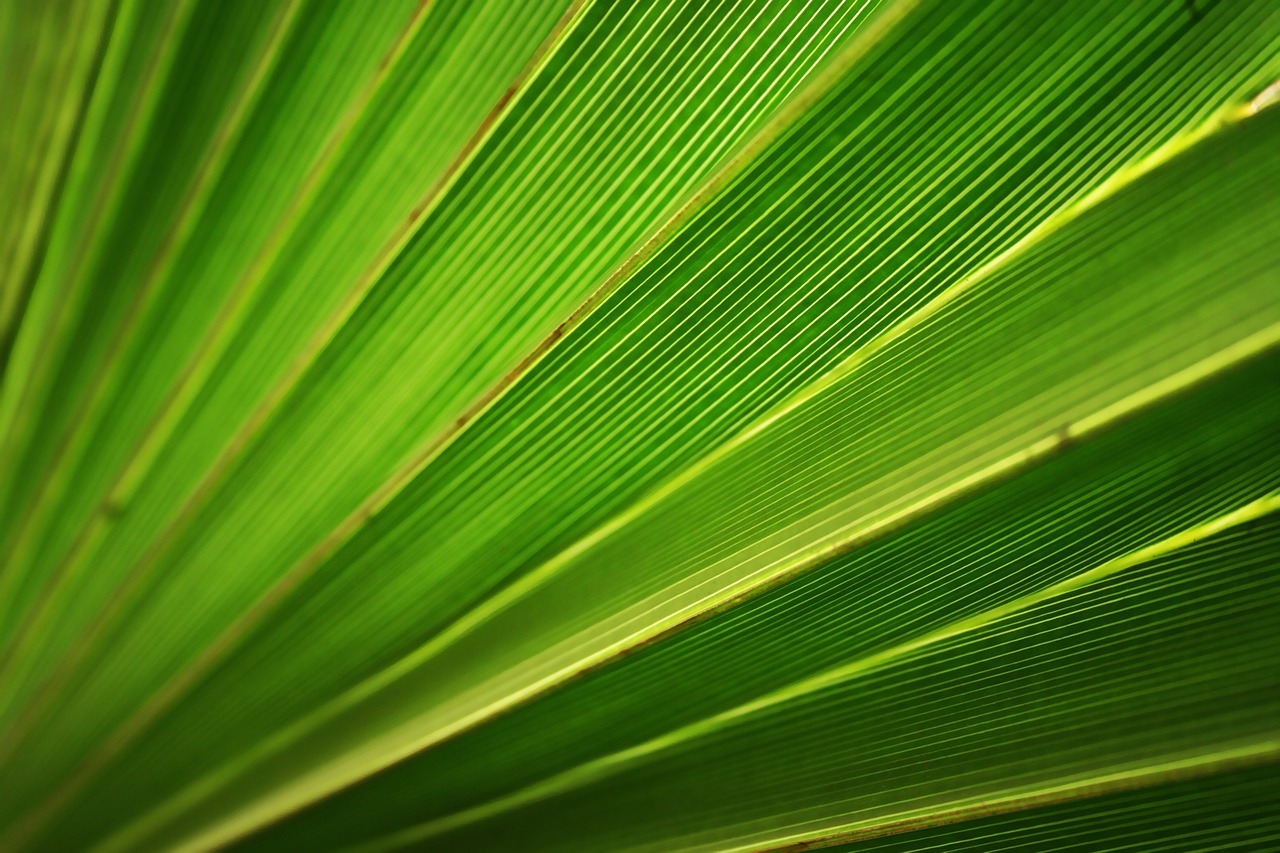 tropical sheet summer free photo