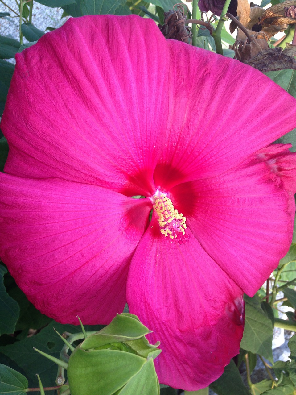 tropical flower pink free photo