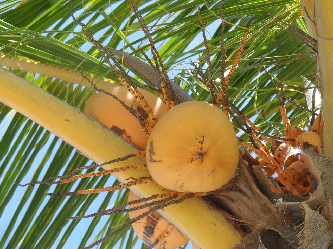 tropical palm tree palm free photo