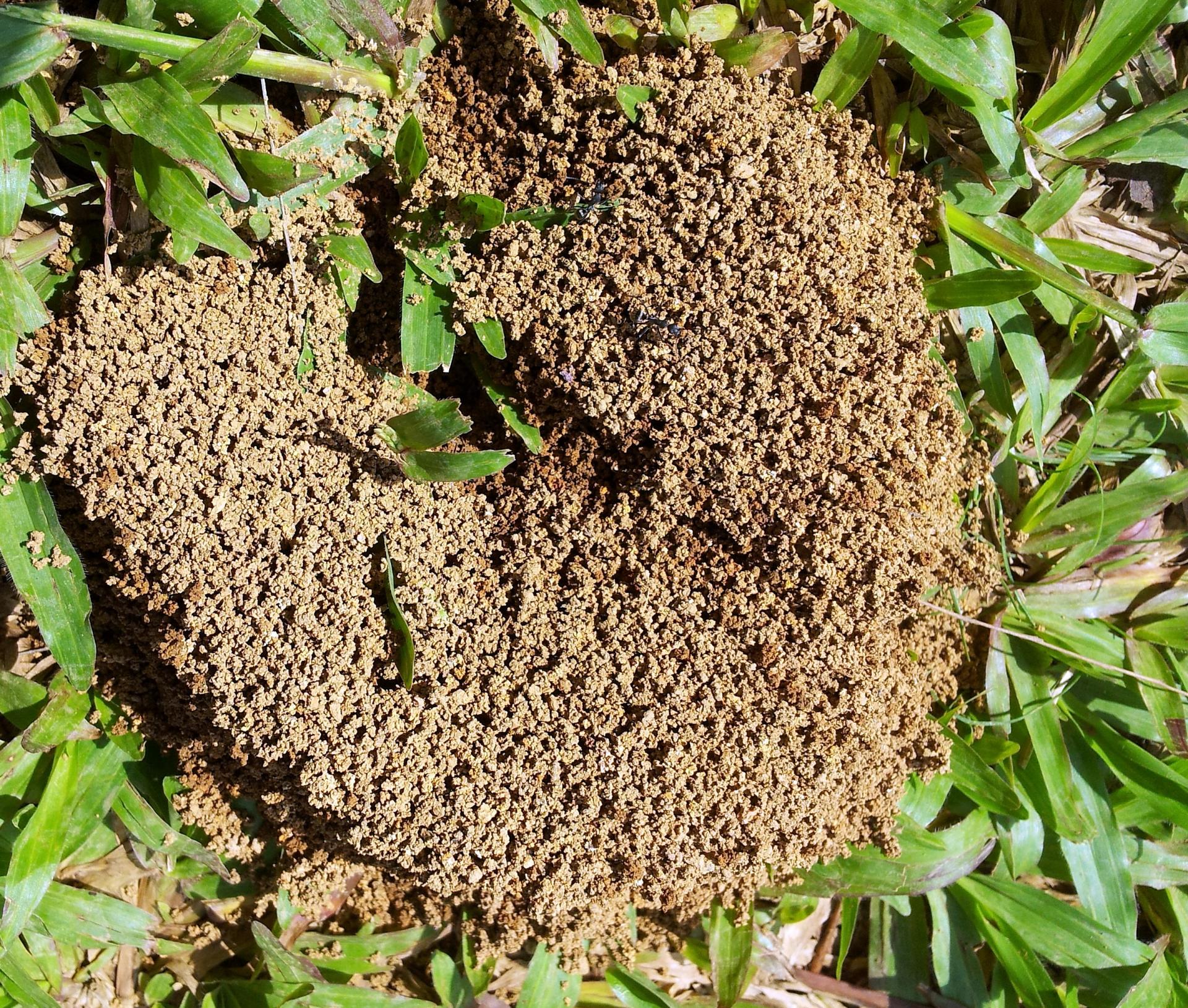 tropical ant nest free photo