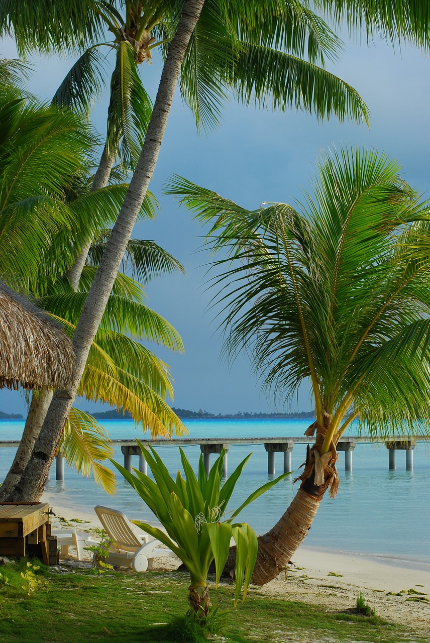 tropical beach palm tree island free photo