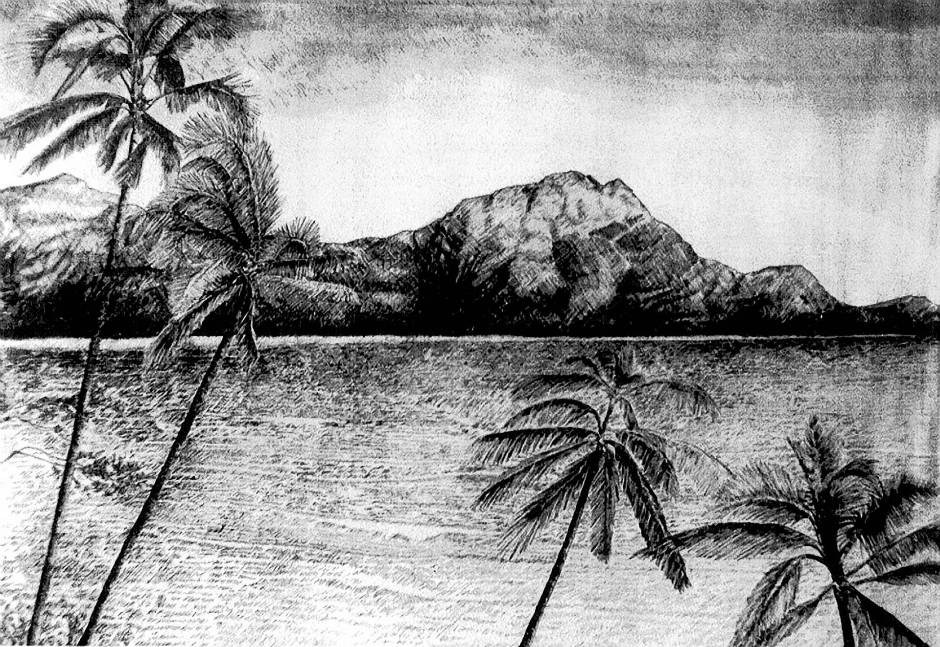 ink drawing palm trees tropical free photo