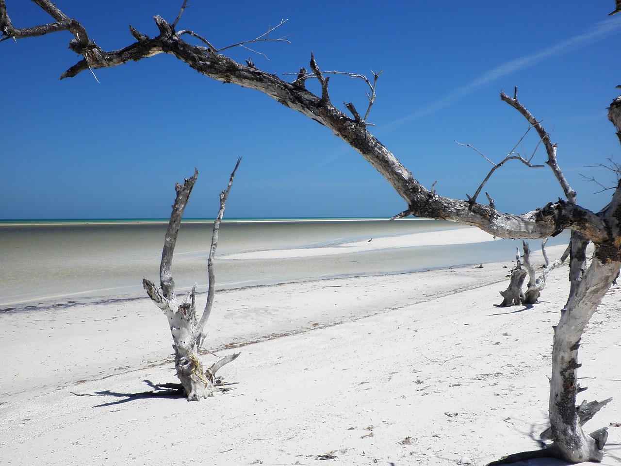 tropical beach mexico island free photo