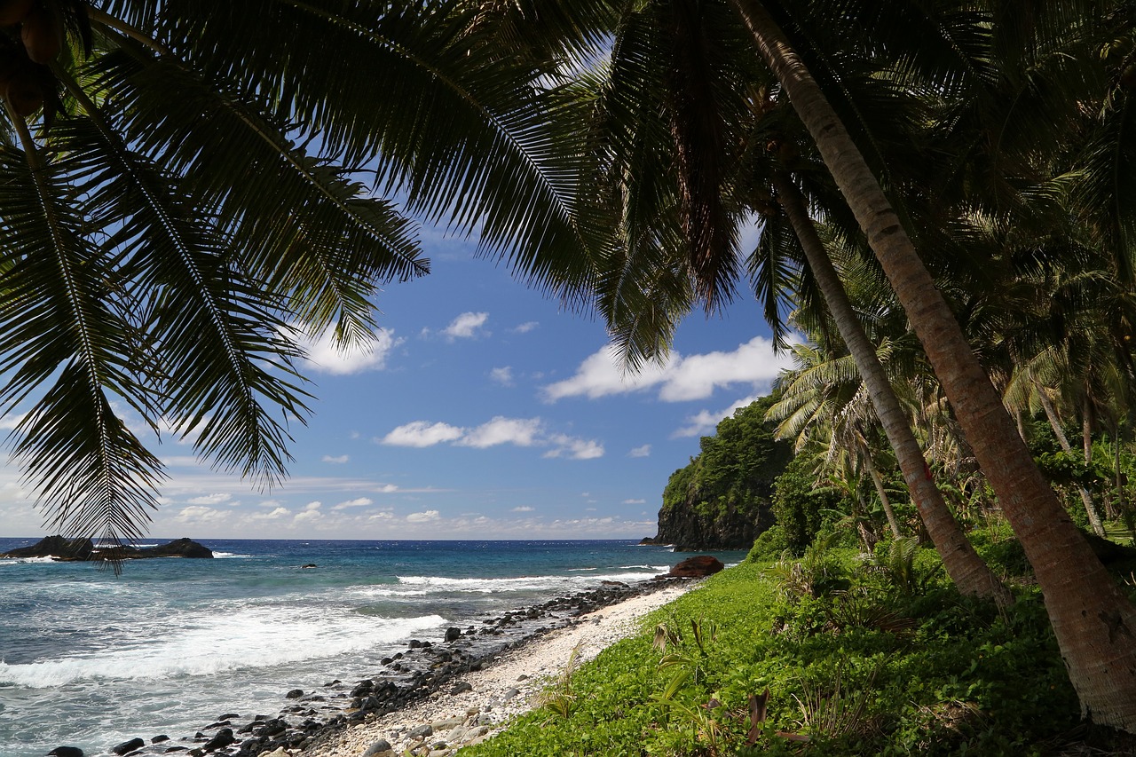 tropical beach  palm trees  ocean free photo