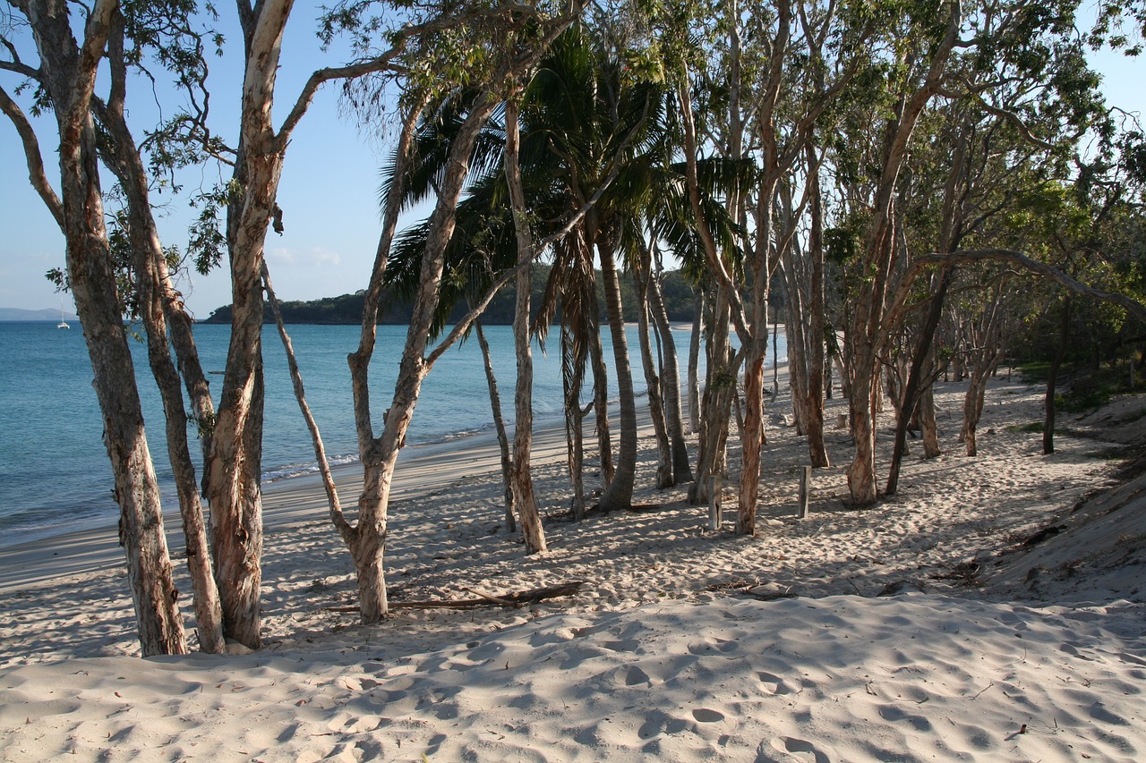 tropical beach trees ocean free photo