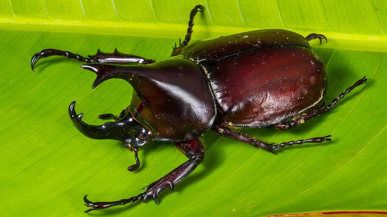 tropical beetles rhinoceros beetle riesenkaefer free photo