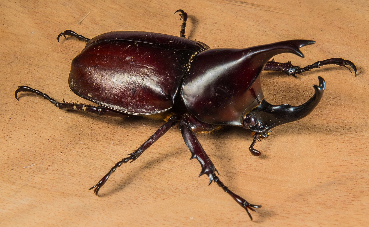 tropical beetles rhinoceros beetle riesenkaefer free photo