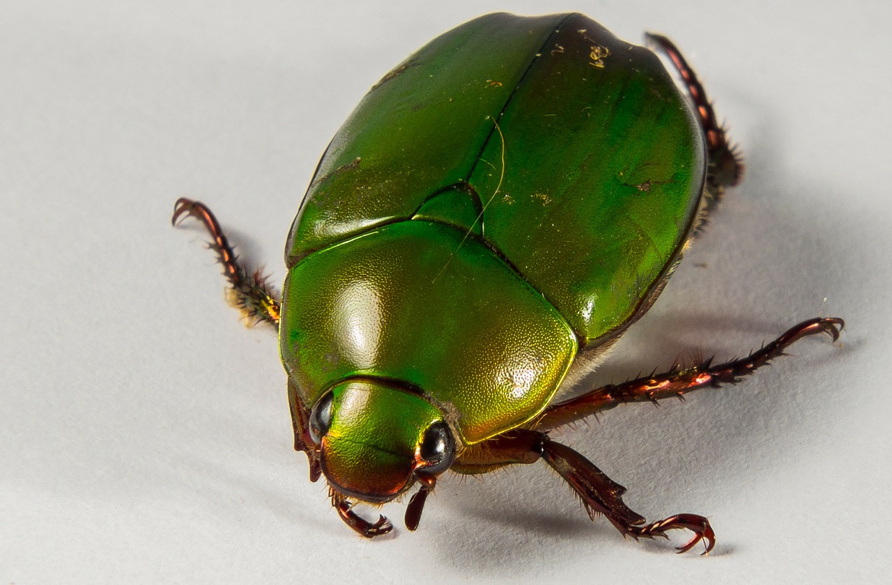 tropical beetles green close free photo