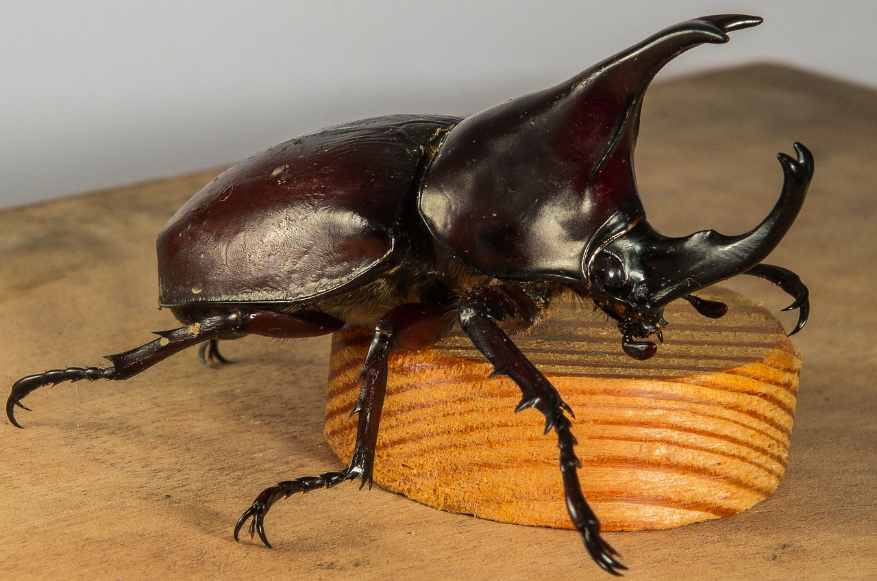 tropical beetles rhinoceros beetle riesenkaefer free photo