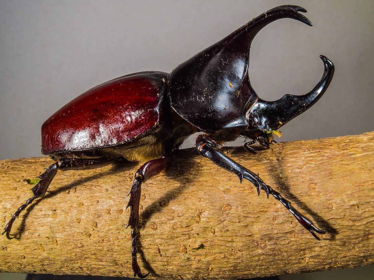 tropical beetles rhinoceros beetle riesenkaefer free photo