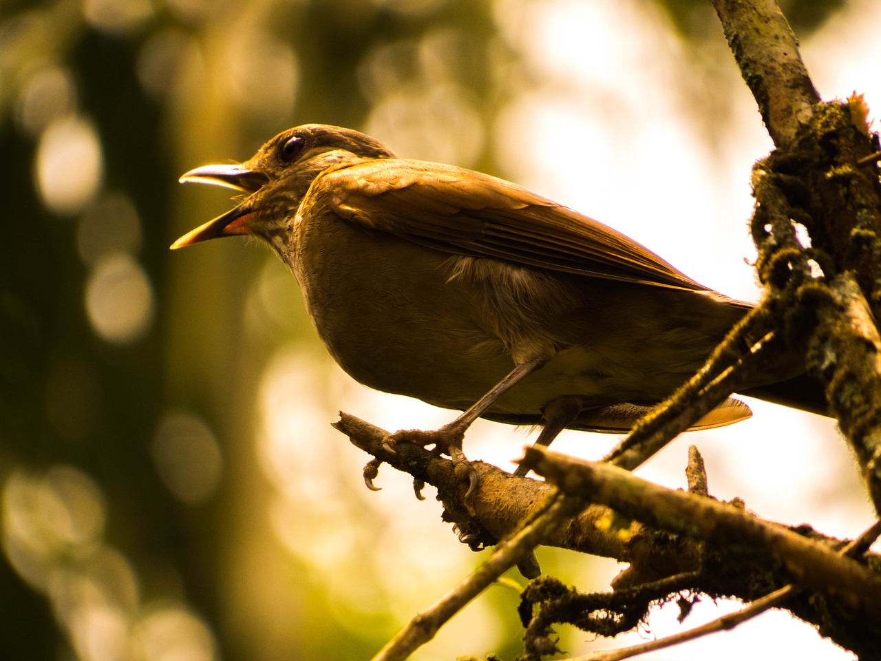 tropical bird birdie free bird free photo