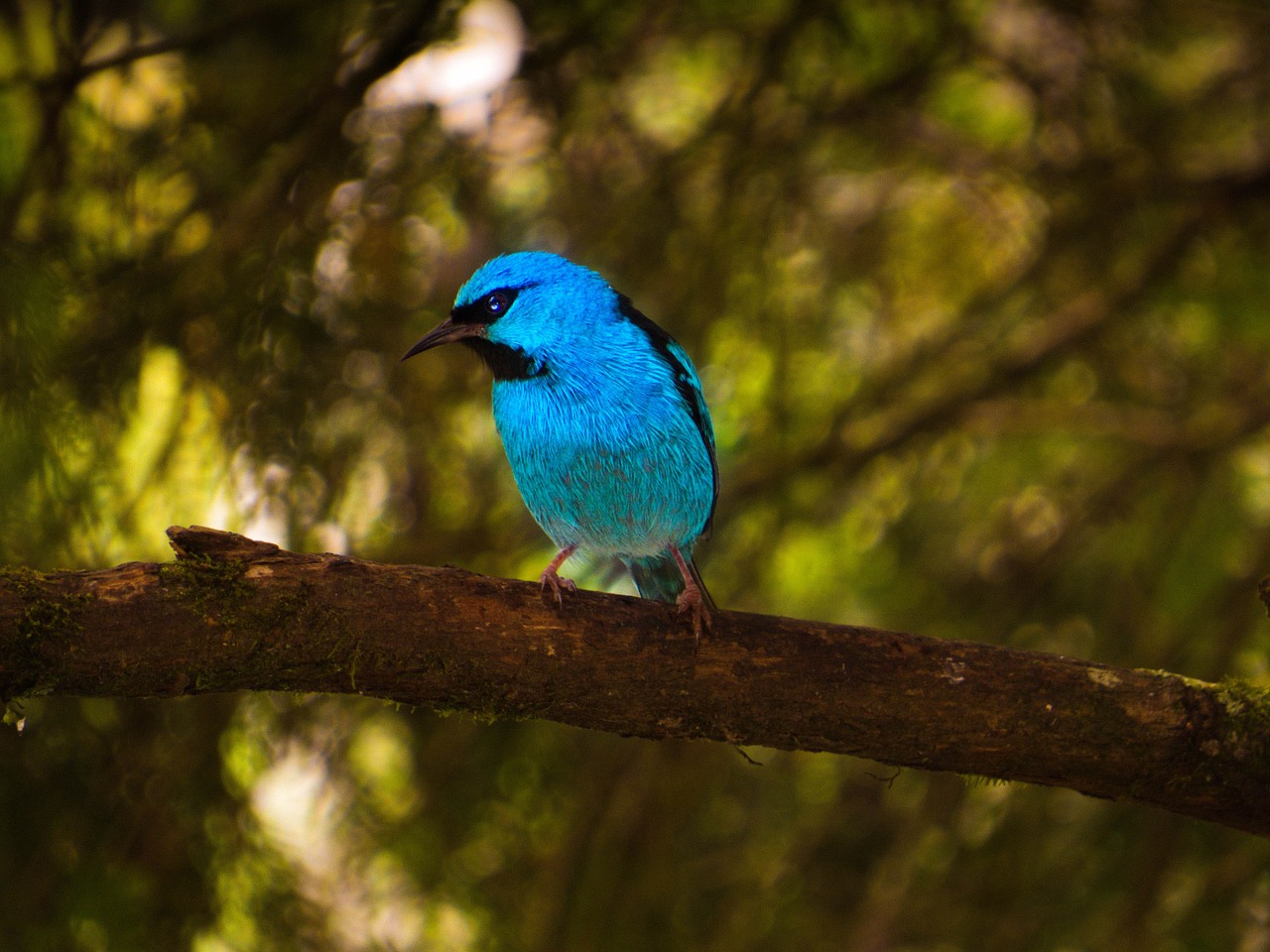 tropical bird blue bird birdie free photo