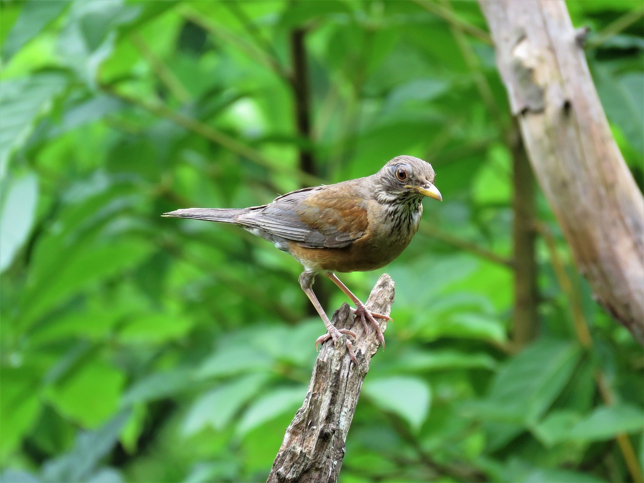 tropical bird bird on branch birding free photo