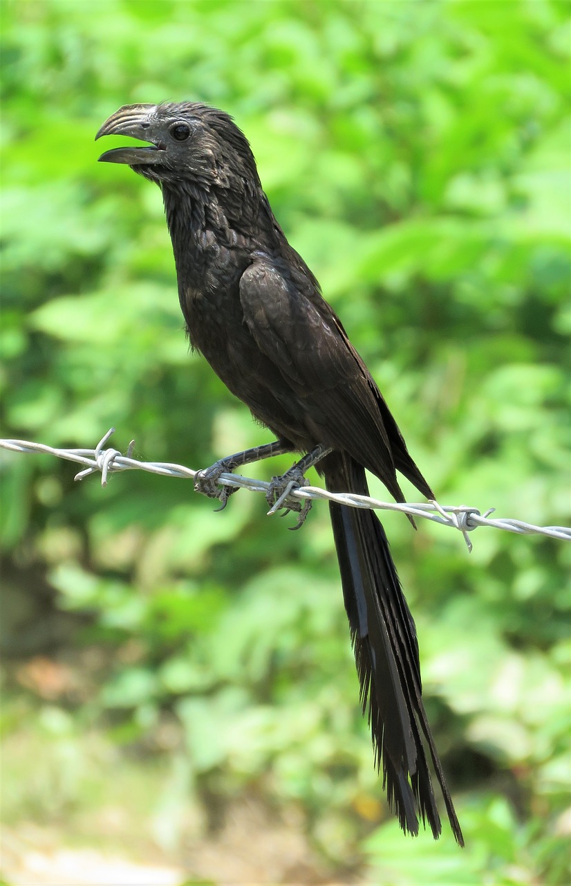 tropical bird  bird  black bird free photo