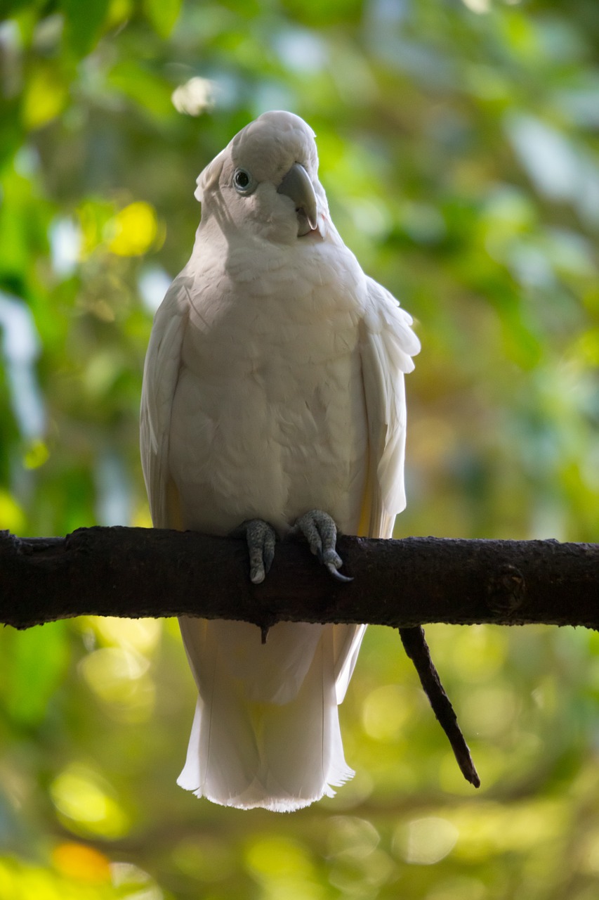 tropical bird wild white free photo