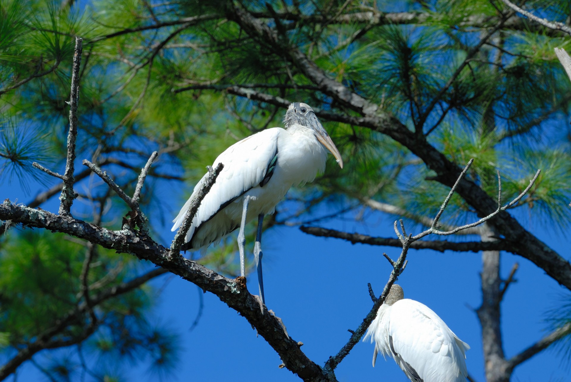 tropical birds wading birds water free photo