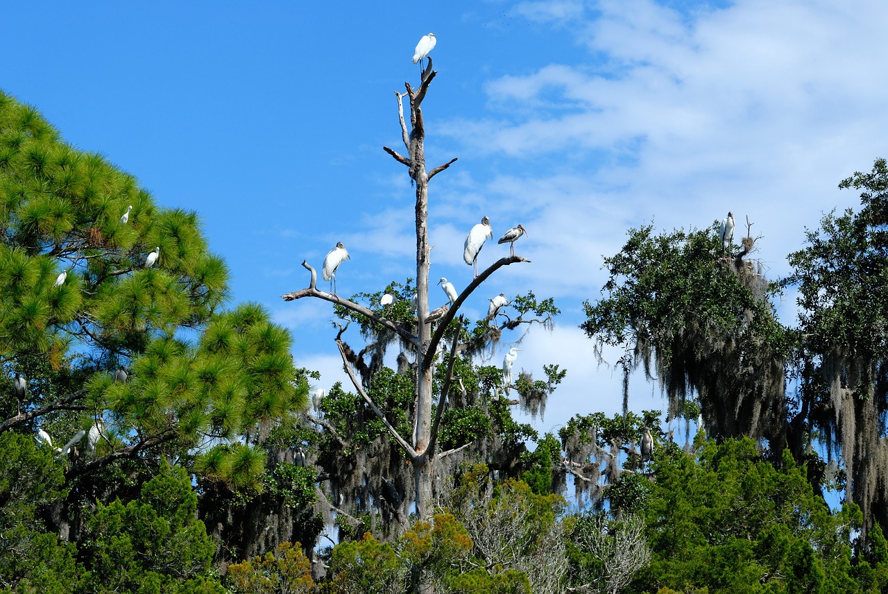 tropical birds herons egret free photo