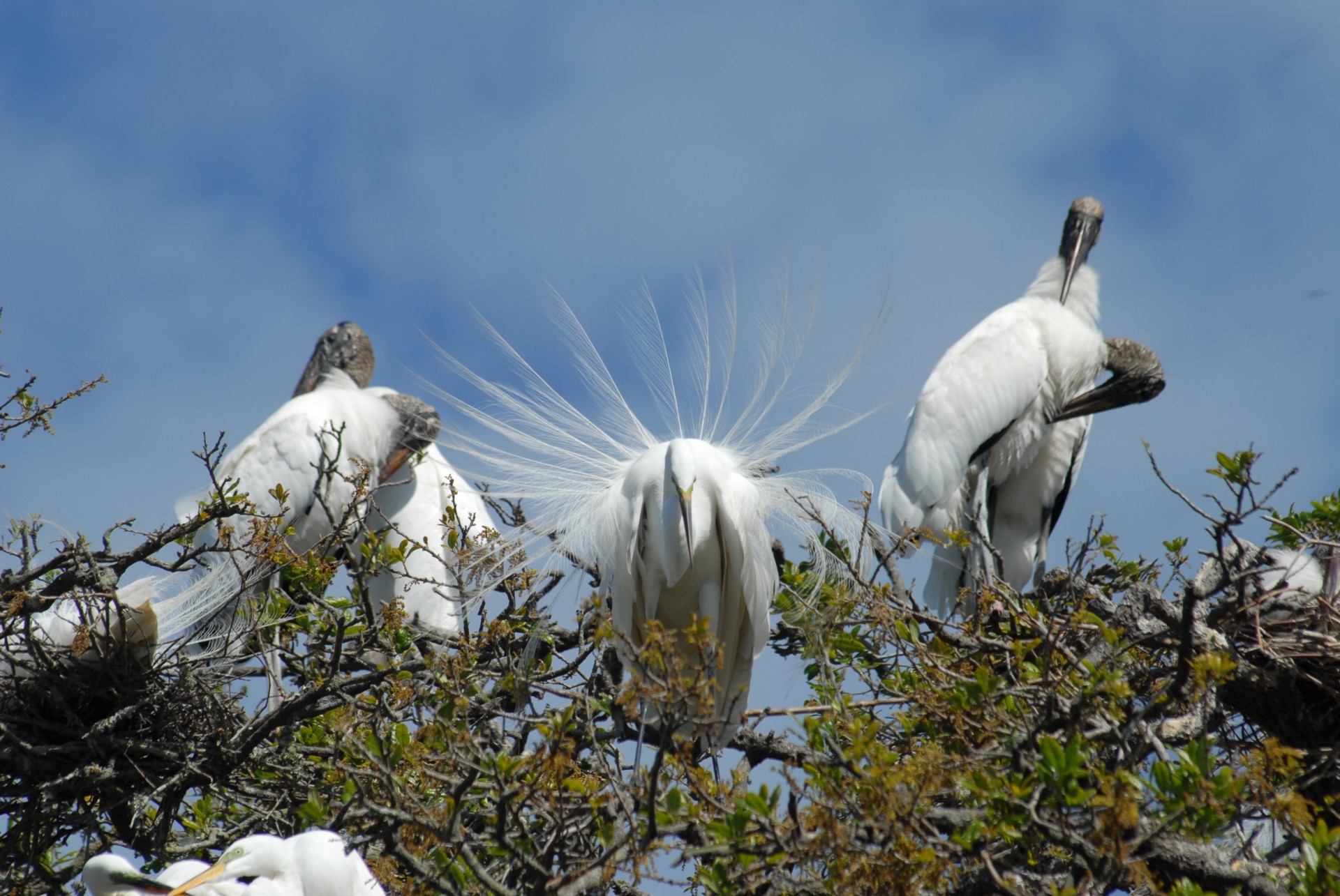 beak beauty bird free photo